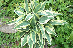 http://www.floraprice.ru/dachnye-magaziny/dolgova/8.jpg